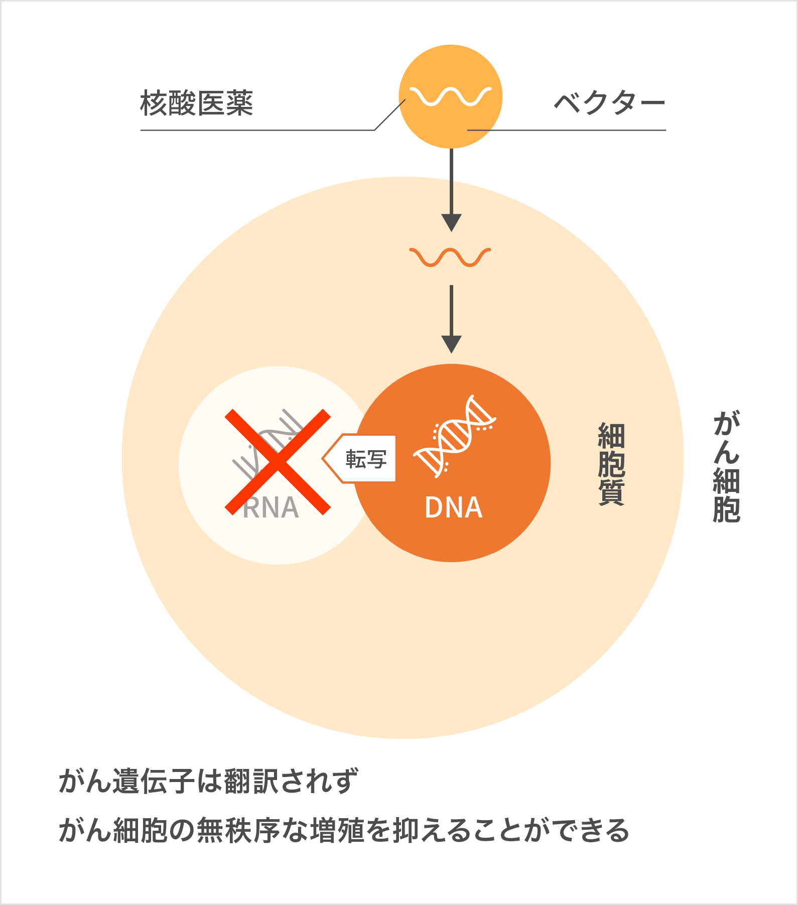ノーベル生理学・医学賞を受賞した技術を使った