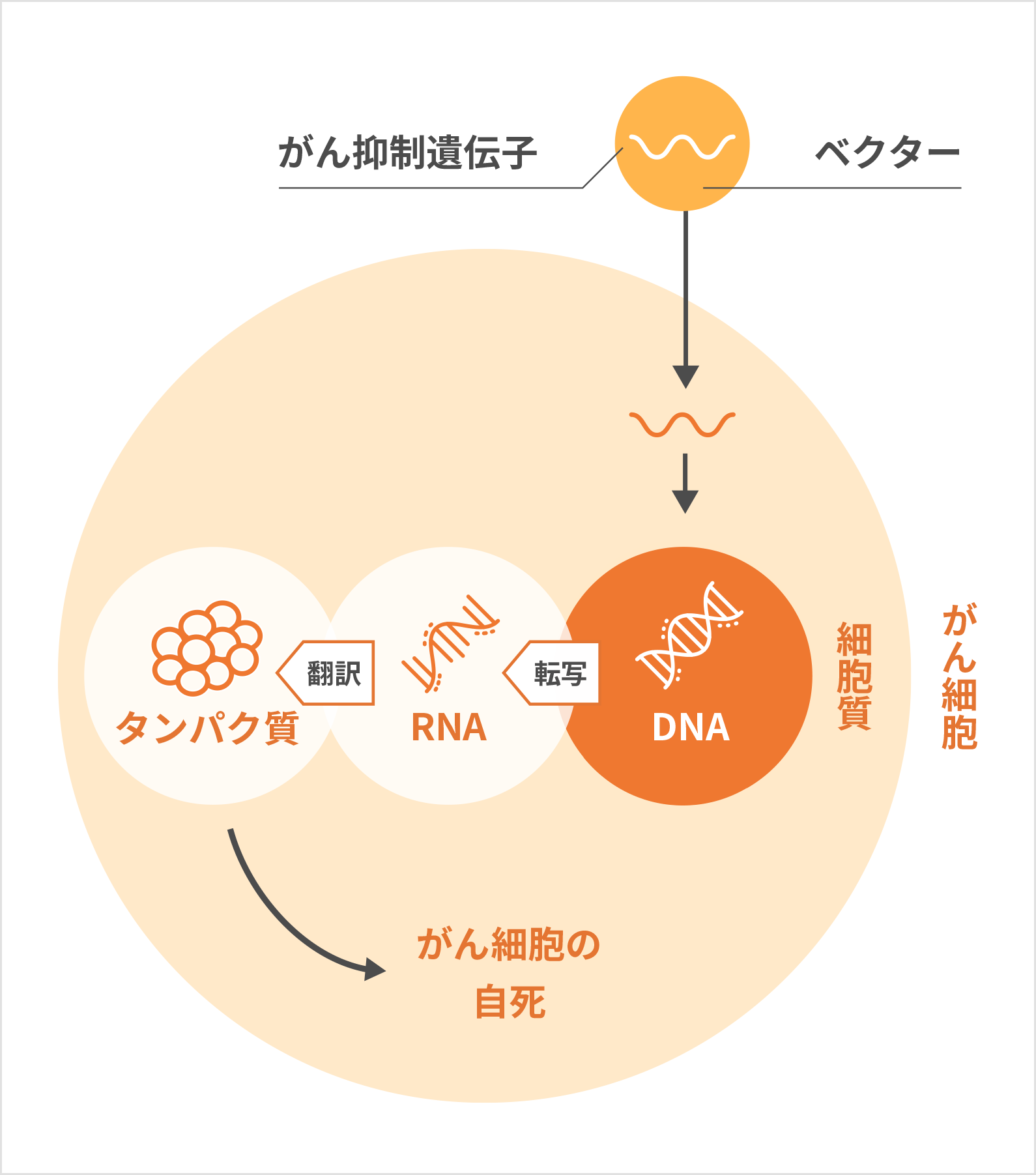 がん化した細胞を正常なサイクルへ
